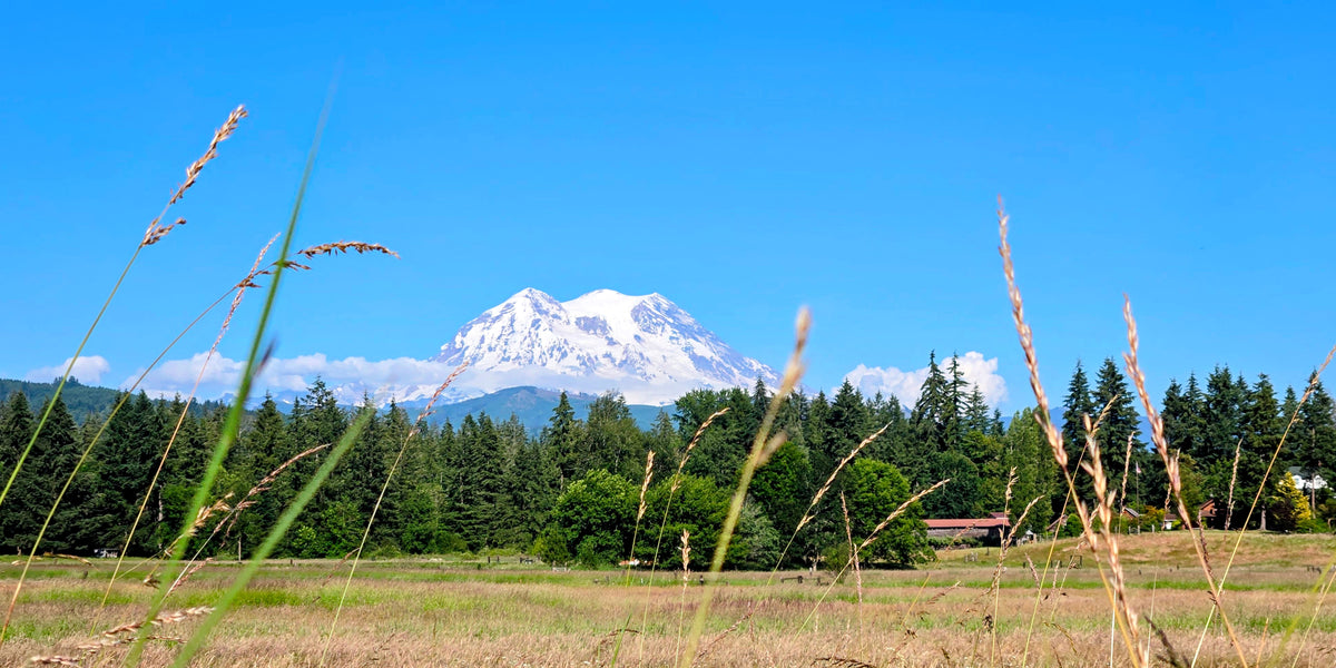 American Pasture Beneath Rainier
