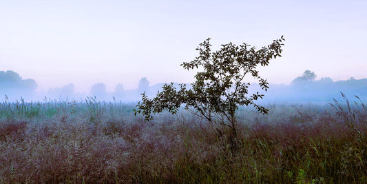 Minto Brown's Solitary Morning Witness